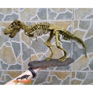 Mô hình xương khủng long T-Rex