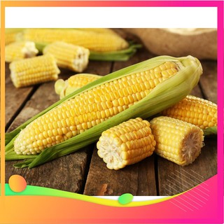 Hạt giống ngô ngọt f1 - 20 hạt vietgar