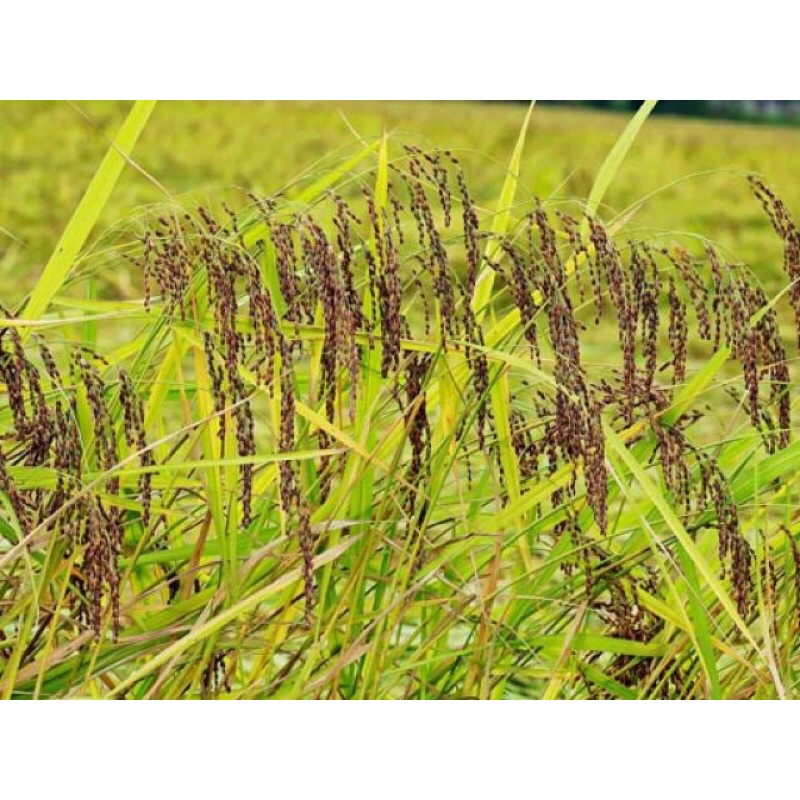 Gạo nếp cẩm điện biên 1kg hàng loại 1