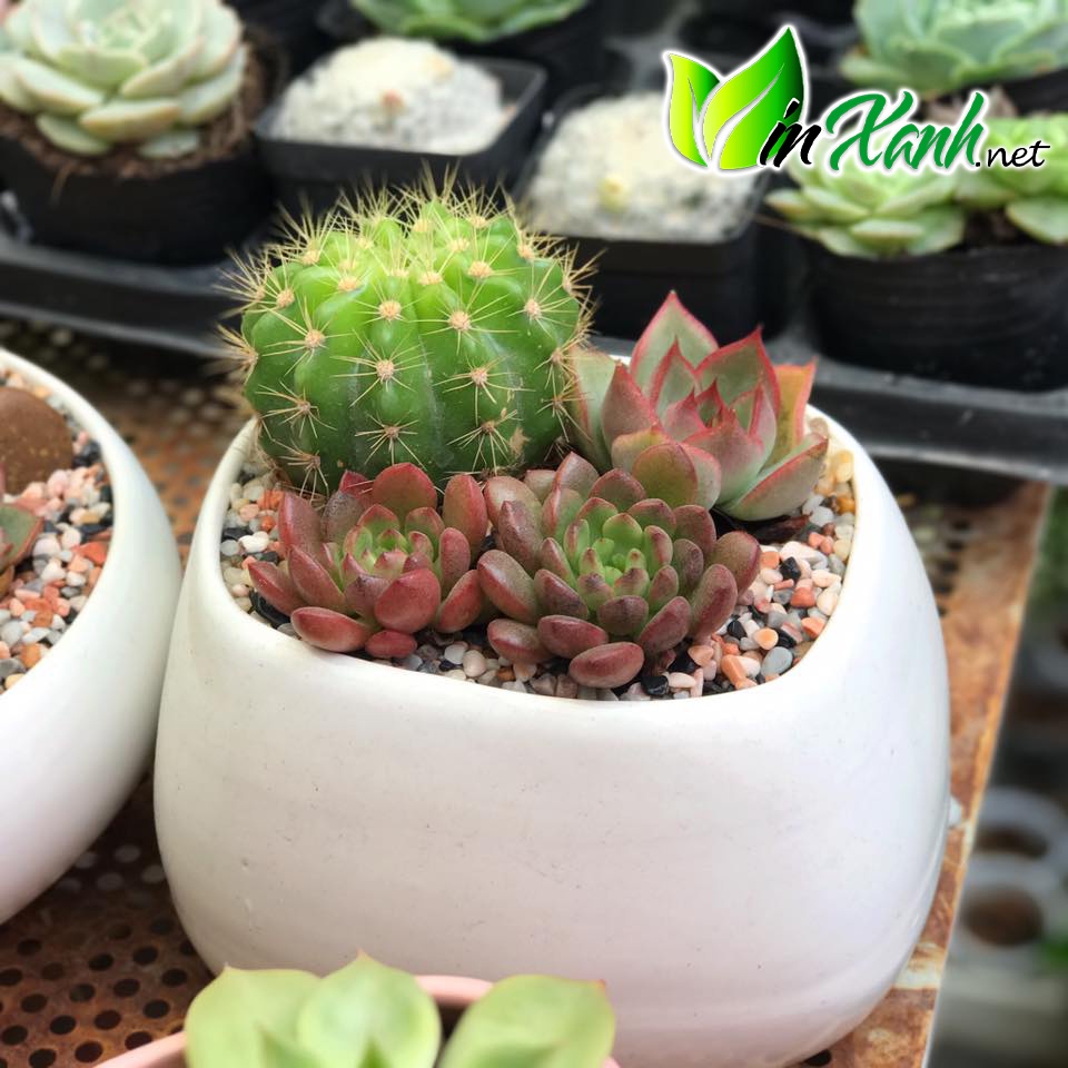 Chậu trồng cây cảnh nội thất mini để bàn trang trí bàn học nhà cửa men mát Bát Tràng-mẫu Méo Cao