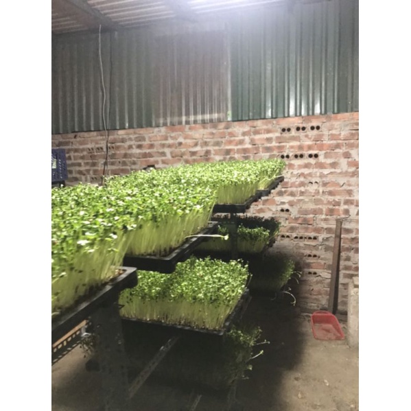 KHAY TRỒNG RAU MẦM KÍCH THƯỚC LỚN 30X60CM
