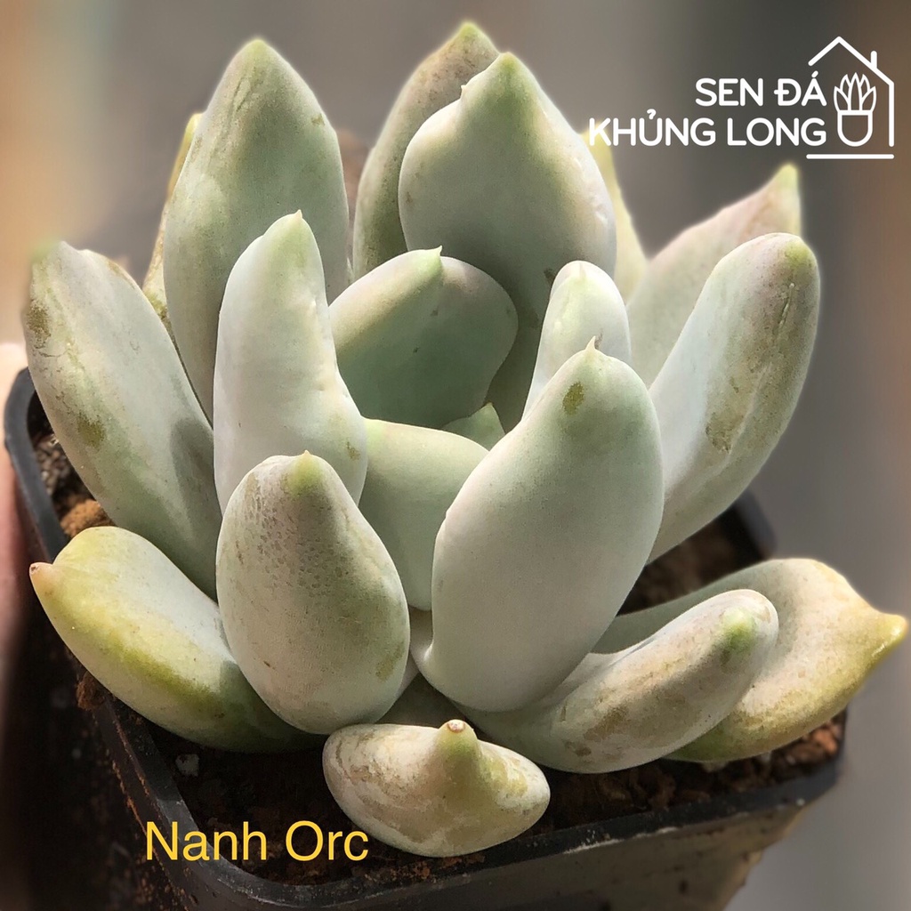 sen đá Nanh Orc - echeveria Machete