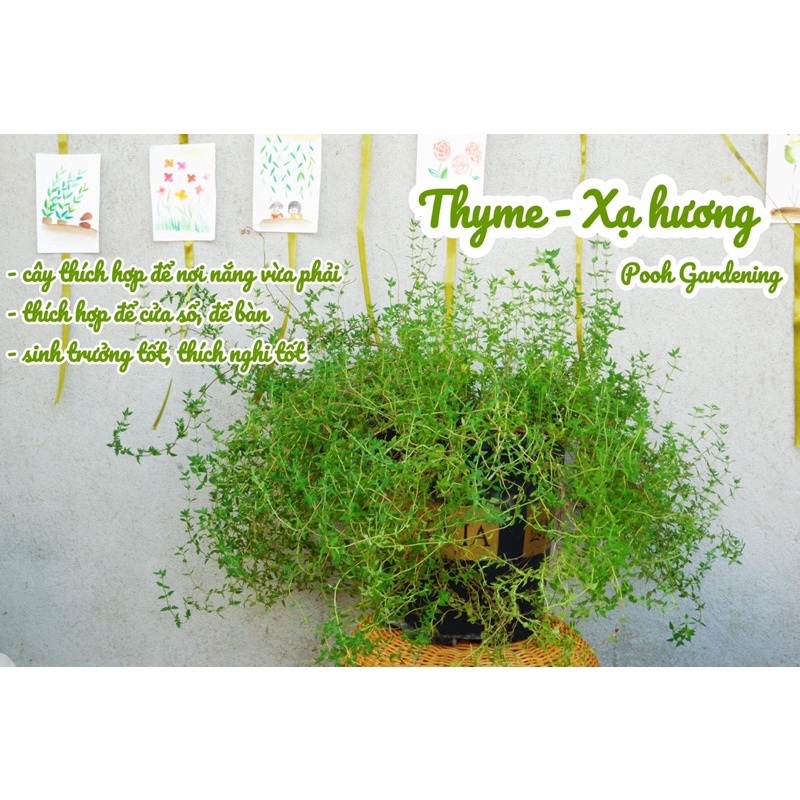 tinh dầu| santolina,cỏ xạ hương, phong lữ hoa hồng, hương thảo, bạch đàn chanh
