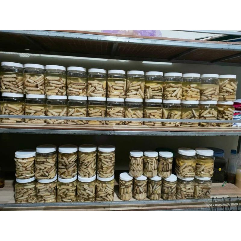 15k/c môi chúa tự đào