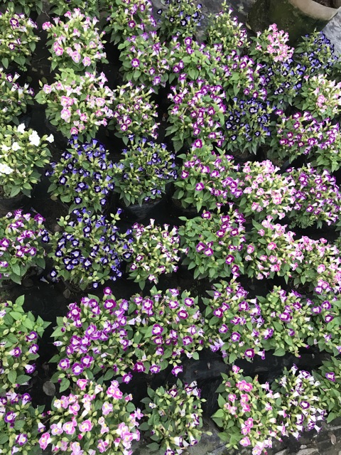 Cây mắt Nai nhiều màu rực rỡ bạn công đón hè