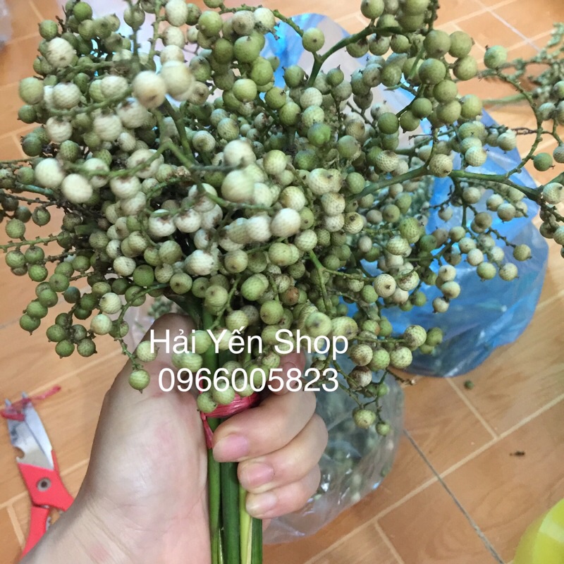 Quả mây rừng trang trí,làm thuốc