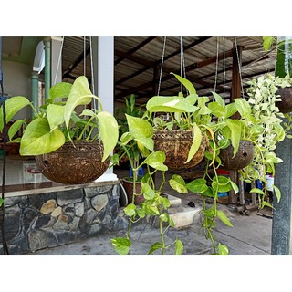 Chậu hoa gáo dừa 6 cái
