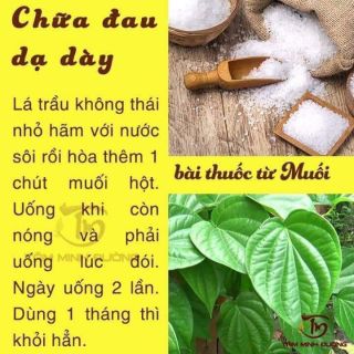 Nước cất lá trầu trị đau bao tử