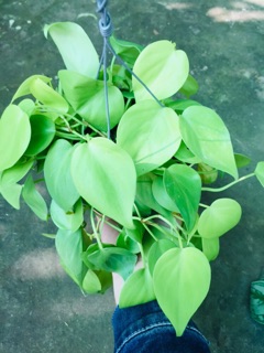 TRẦU BÀ TIM VÀNG GÁO DỪA