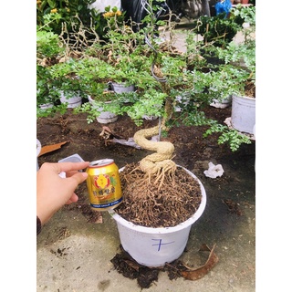 cần thăng bonsai
