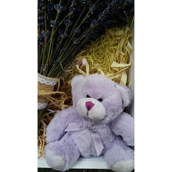 Gấu TEDDY LAVENDER