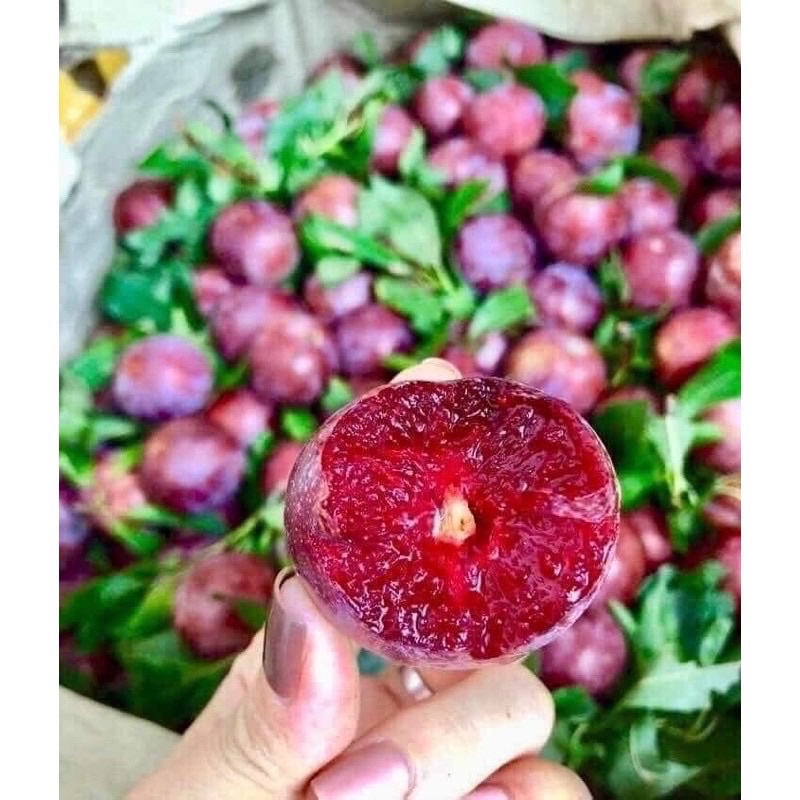 Cây giống Mận Hậu quả siêu to ngọt