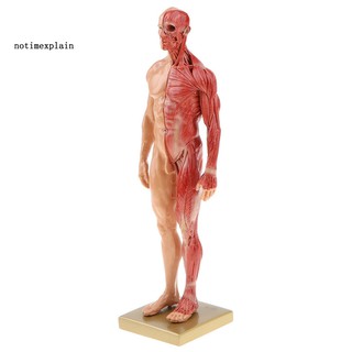 Mô hình giải phẫu cơ thể nam giới 30cm bằng nhựa hỗ trợ giảng dạy y học tiện lợi