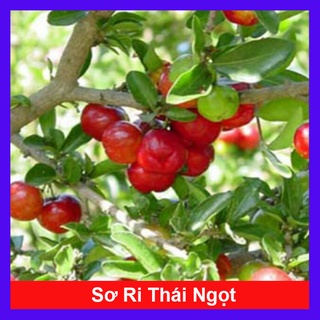 Cây sơ ri Thái ngọt , siêu trái - cây ăn quả