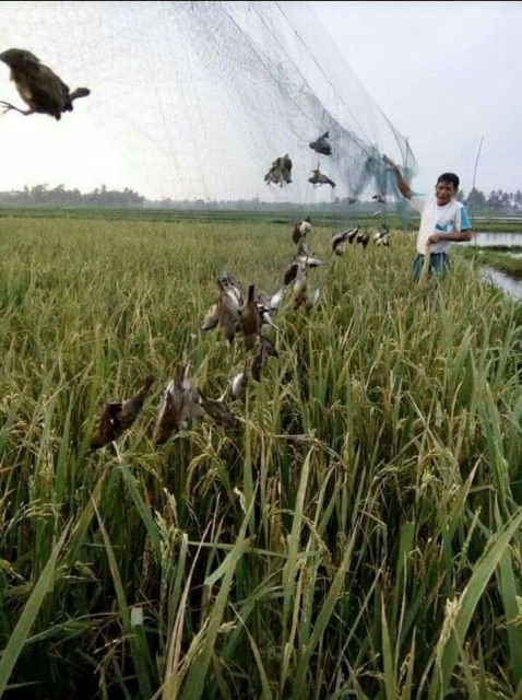 [Hot] Lưới bẫy chim tàng hình đủ SIZE cao 5m , uy tín giá rẻ.