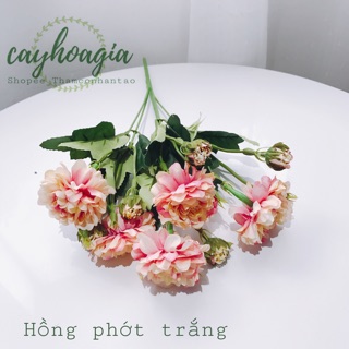 Hoa Giả - Cúc Vạn Thọ Siêu Đẹp