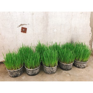 CỎ MÈO TƯƠI CHỐNG BUỐI LÔNG CHO MÈO CHẬU SIÊU TO