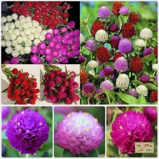 HẠT GIỐNG HOA CÚC ÁO, CÚC BI - Loài Hoa Đáng Yêu, Xinh Xắn.