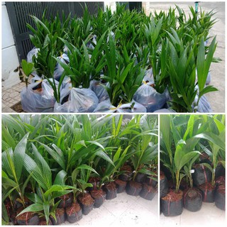 cây giống DỪA XIÊN LÙN  siêu quả - cây giống chuẩn F1