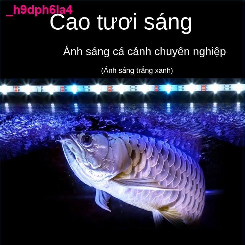đèn phòngđèn lặn bể cá ánh sáng cảnh quan led hồ chống thấm T4LED rồng đặc biệt