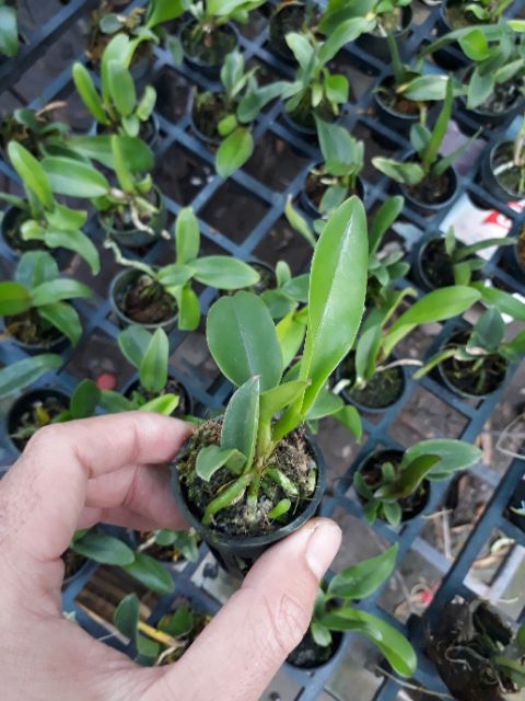 Cattleya cây giống hoa xổ