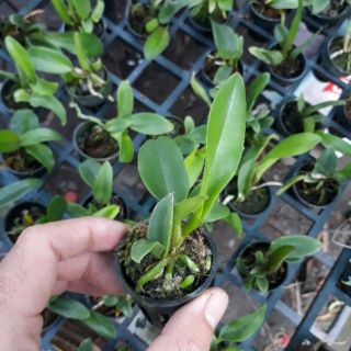Cattleya cây giống hoa xổ