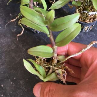 Phi điệp Rồng lửa