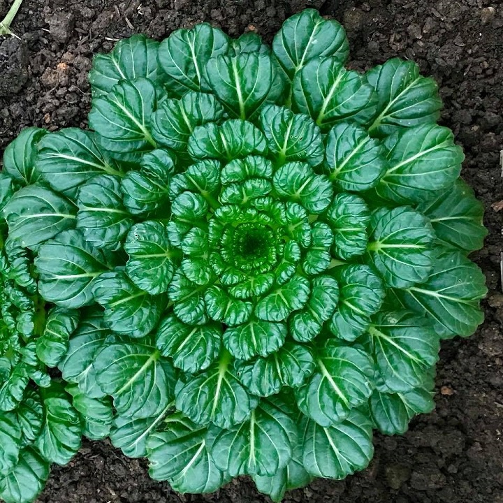 Hạt giống cải hoa hồng Tatsoi - Tỷ lệ nảy mầm 95%