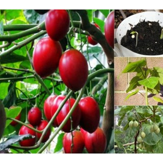 Hạt Giống Cà Chua Thân Gỗ Tamarillo Đỏ Nảy Mầm Cao - Gói 2 hạt