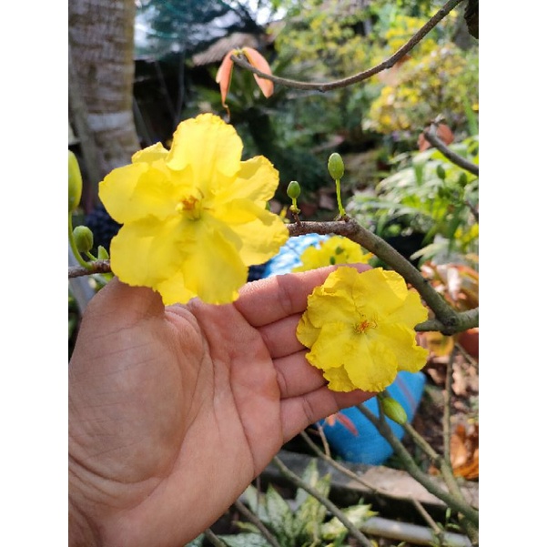 Cây mai vàng giảo 6-9 cánh