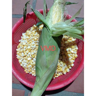Hạt giống Bắp Ngọt ( Bắp Mỹ )
