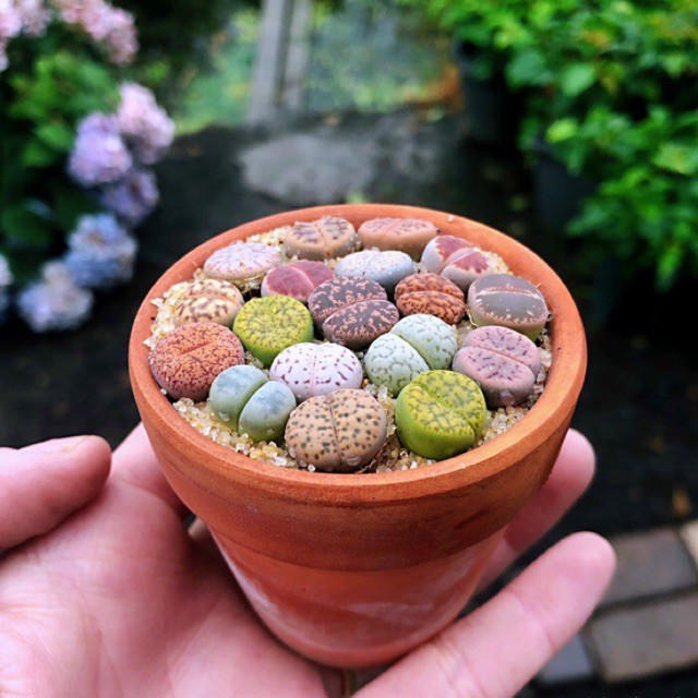 [MUA 10 TẶNG 1] SEN ĐÁ LITHOPS SIZE 0,5~3 CM ( SEN MÔNG; SEN THẠCH LAN )