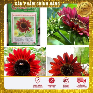 Hạt Giống Hoa Hướng Dương Đỏ Lucky seeds