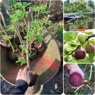 Cây giống Sung Mỹ [ GIỐNG CHUẨN - BẦU TO ]
