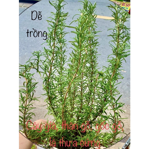 CÂY ROSEMARY - HƯƠNG THẢO BỤI LỚN 25-30cm