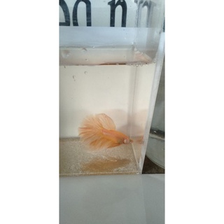 Betta Fancy Haftmoon
