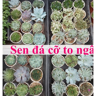 Sen đá bắp cải cỡ to