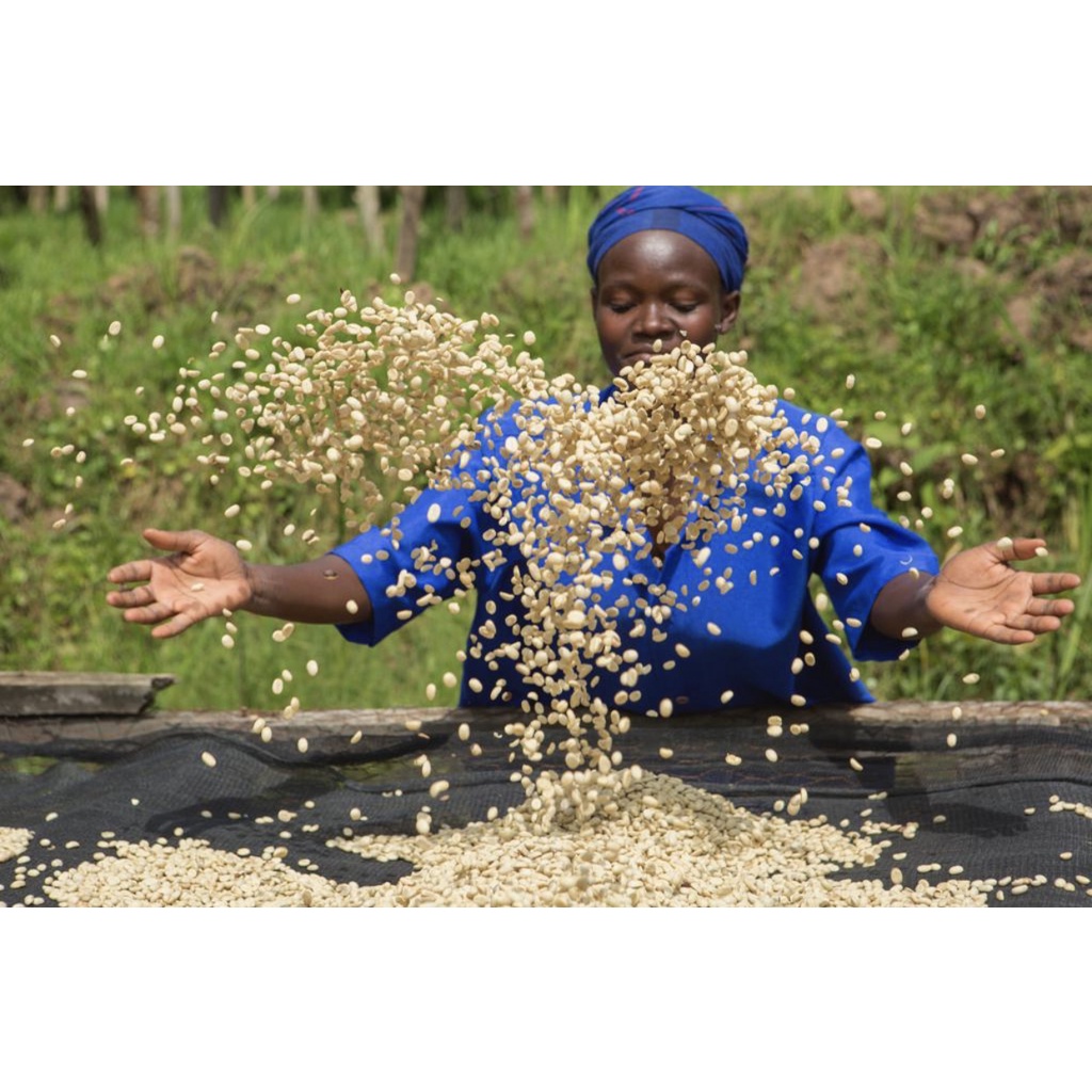 Cà phê nhân xanh Green bean Ethiopia Sidamo Guji Bensa