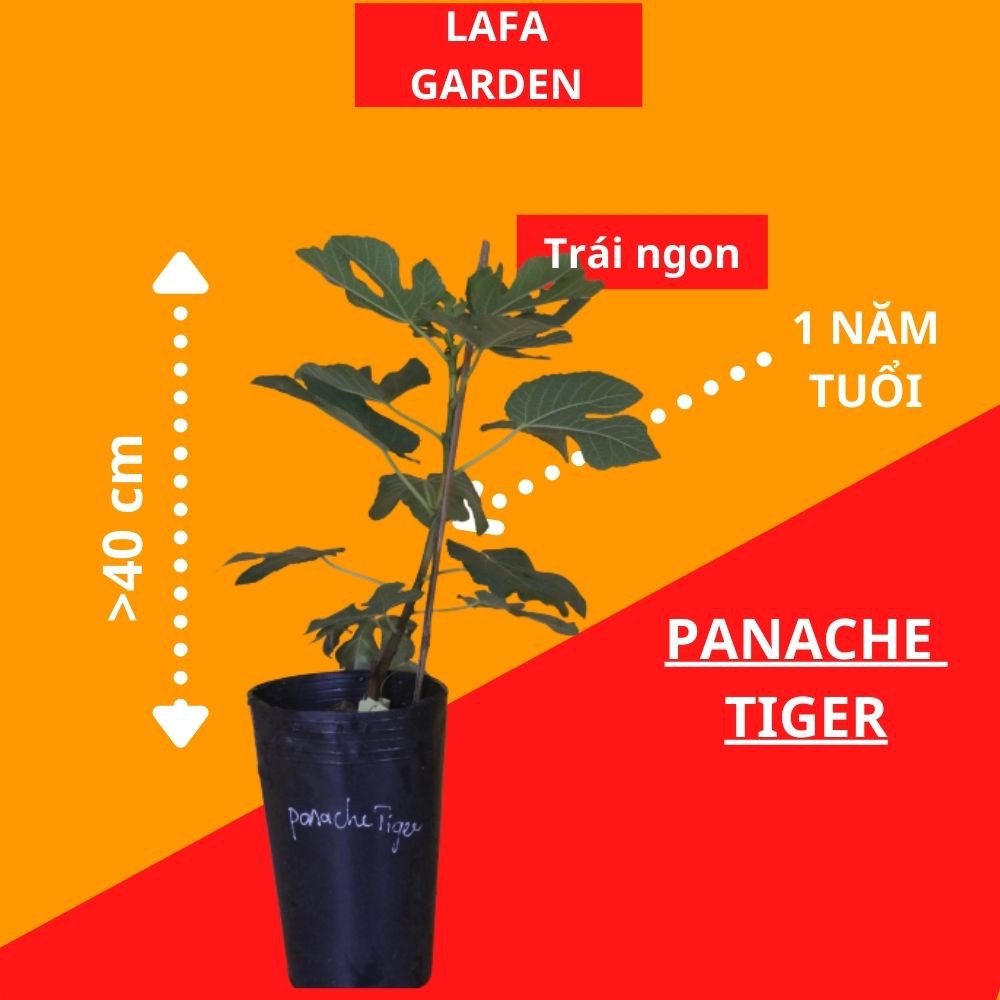 Cây Sung Mỹ LAFA GARDEN kích thước (40-60) cm, tùy chọn nhiều giống sung mỹ Black Genoa, Tiger, Stella, Jordan, VOB