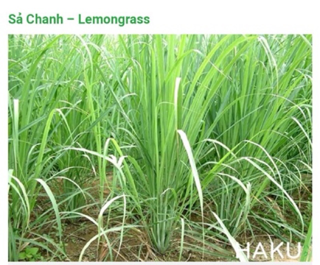 TINH DẦU SẢ CHANH HUYỀN THOẠI - LEMON GRASS ESSENTIAL OIL - ĐUỖI MUỖI, KHỬ MÙI, ĐUỖI CÔN TRÙNG, GIẢI CẢM  - bobashop.vn