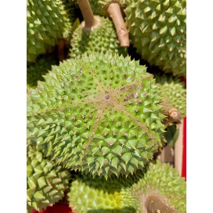 Giống Sầu Riêng Musangking Giống Chuẩn