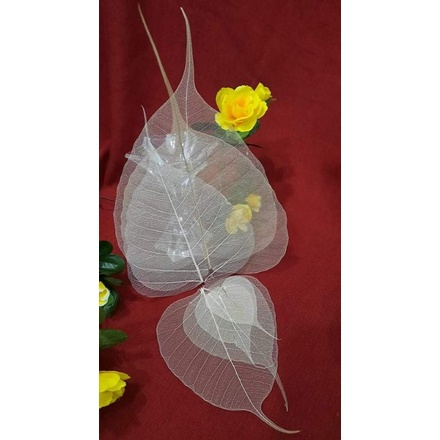 Xương Lá Bồ Đề Size Trung 11Cm - 13Cm
