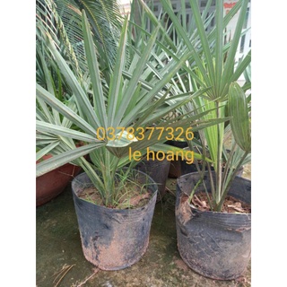 Kè bạc cây giống