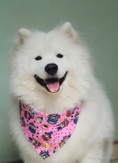 Khăn yếm hoạt hình cute cho Cún