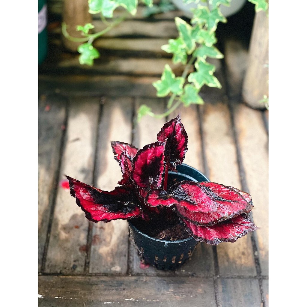 Chậu cây Begonia rex Red Kiss (Thu Hải Đường Nụ Hôn Đỏ) chậu nhựa