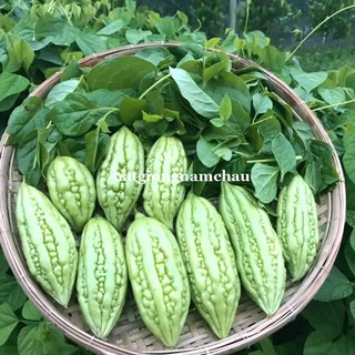 10H - HẠT GIỐNG KHỔ QUA THƯỜNG