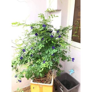 Hạt giống hoa Đậu biếc