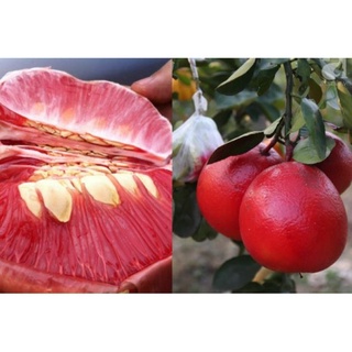 Cây giống bưởi đỏ phúc kiến .