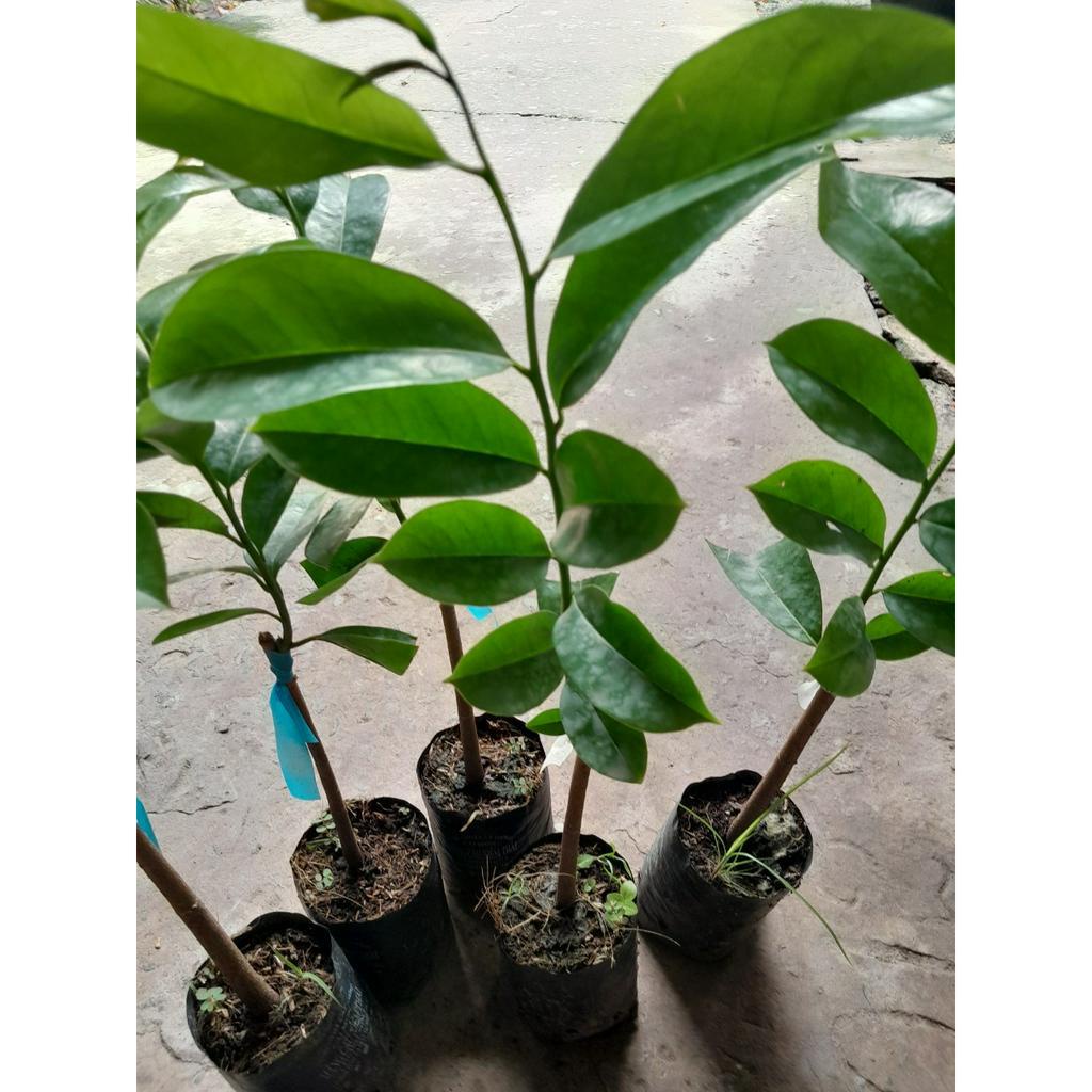 Cây giống Mãng Cầu Xiêm Thái , cây giao như ảnh chụp