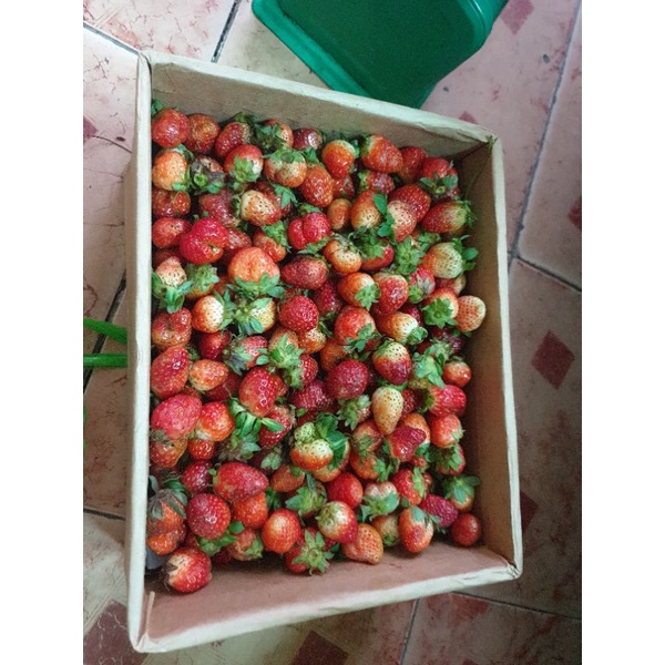 1kg dâu tây tây mỹ đá size Nhất